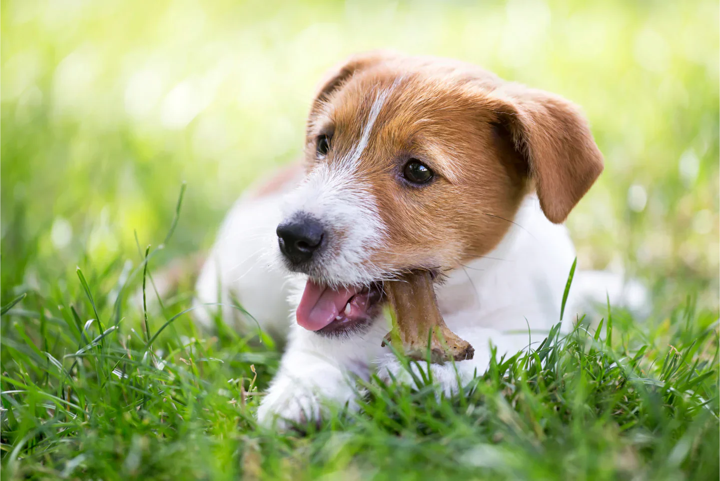 Best Dog Chew Treats