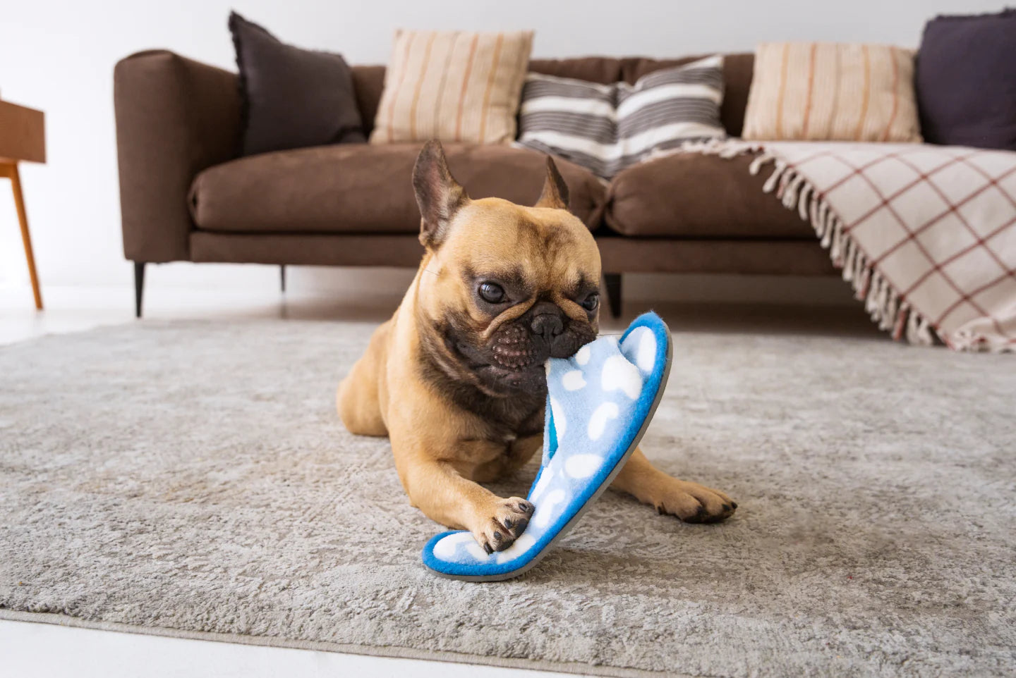 How to Stop Dog from Chewing
