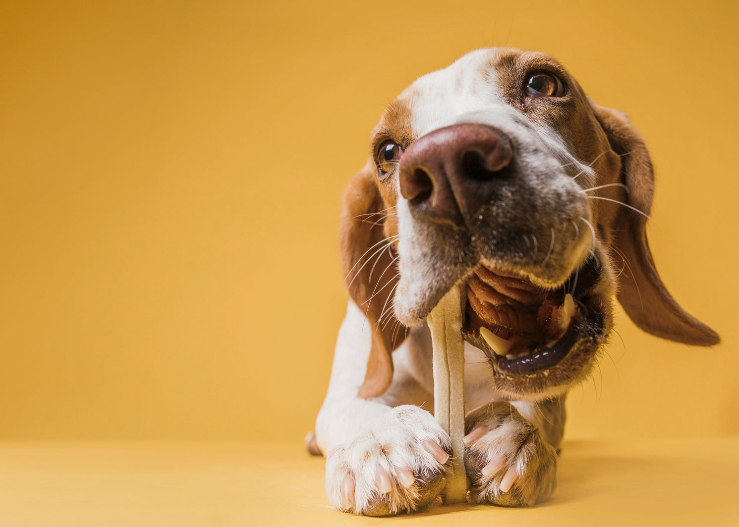 Chew Time: Exploring the World of Dog Chews