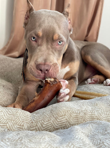 Close-up of a light brown pit bull chewing a hickory-smoked dog bone on a white background
• Pit bull with cropped ears relaxing while chewing a hickory-smoked bone treat
• Dog gently holding and chewing a natural hickory-smoked bone
• Pit bull enjoying a long-lasting hickory-smoked dog bone chew
• Dog with tan and gray fur chewing a flavorful hickory-smoked bone