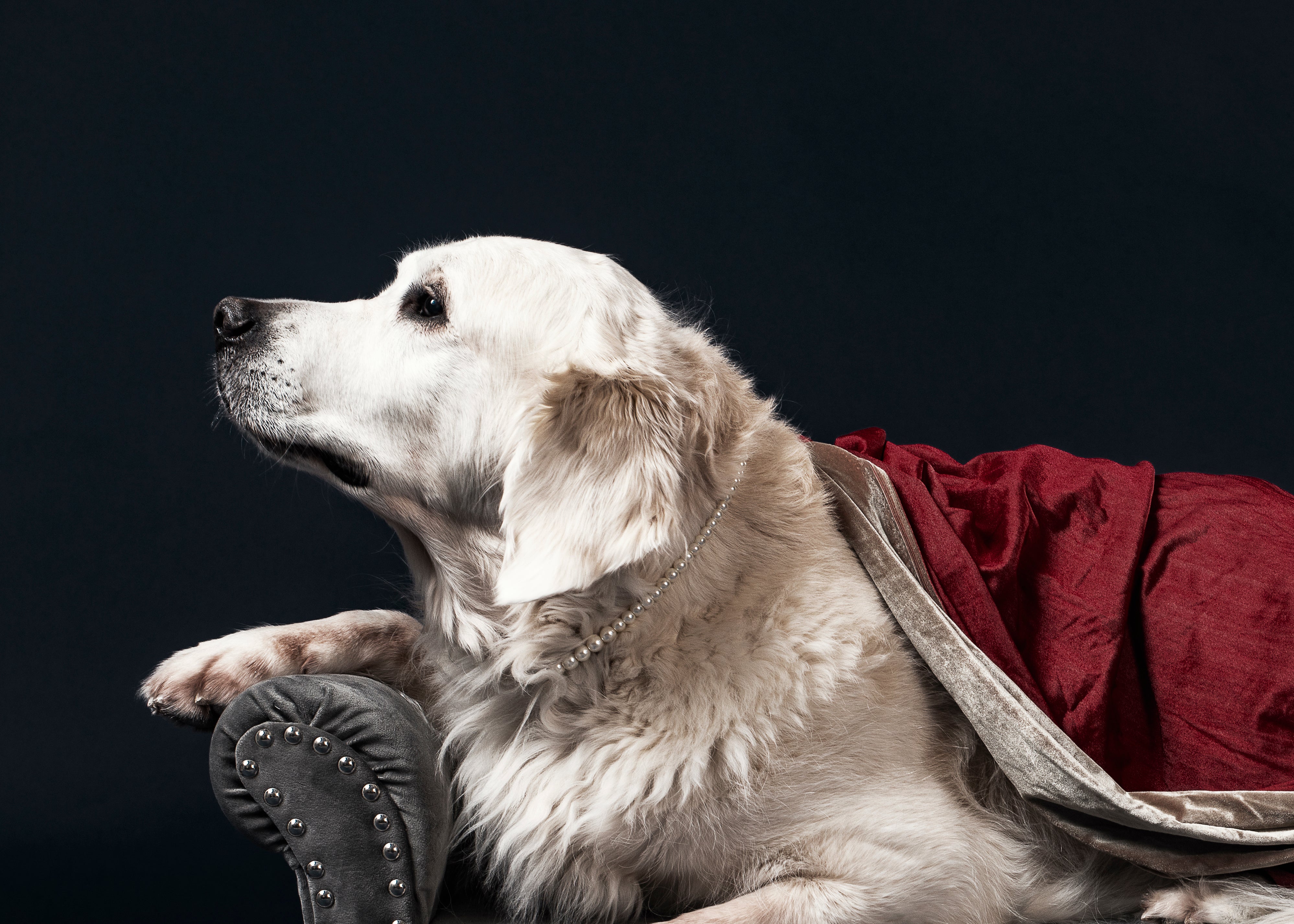 a-white-labrador-wearing-a-pearl-necklace