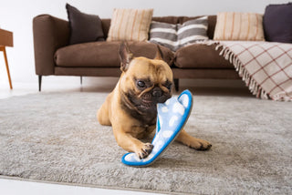 How to Stop Dog from Chewing