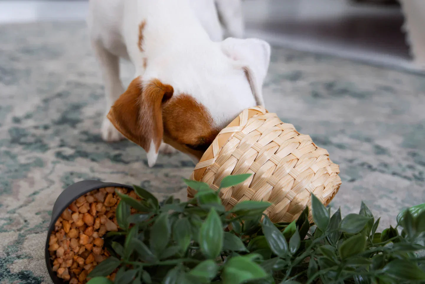 Two dogs sitting on beach with dog training product