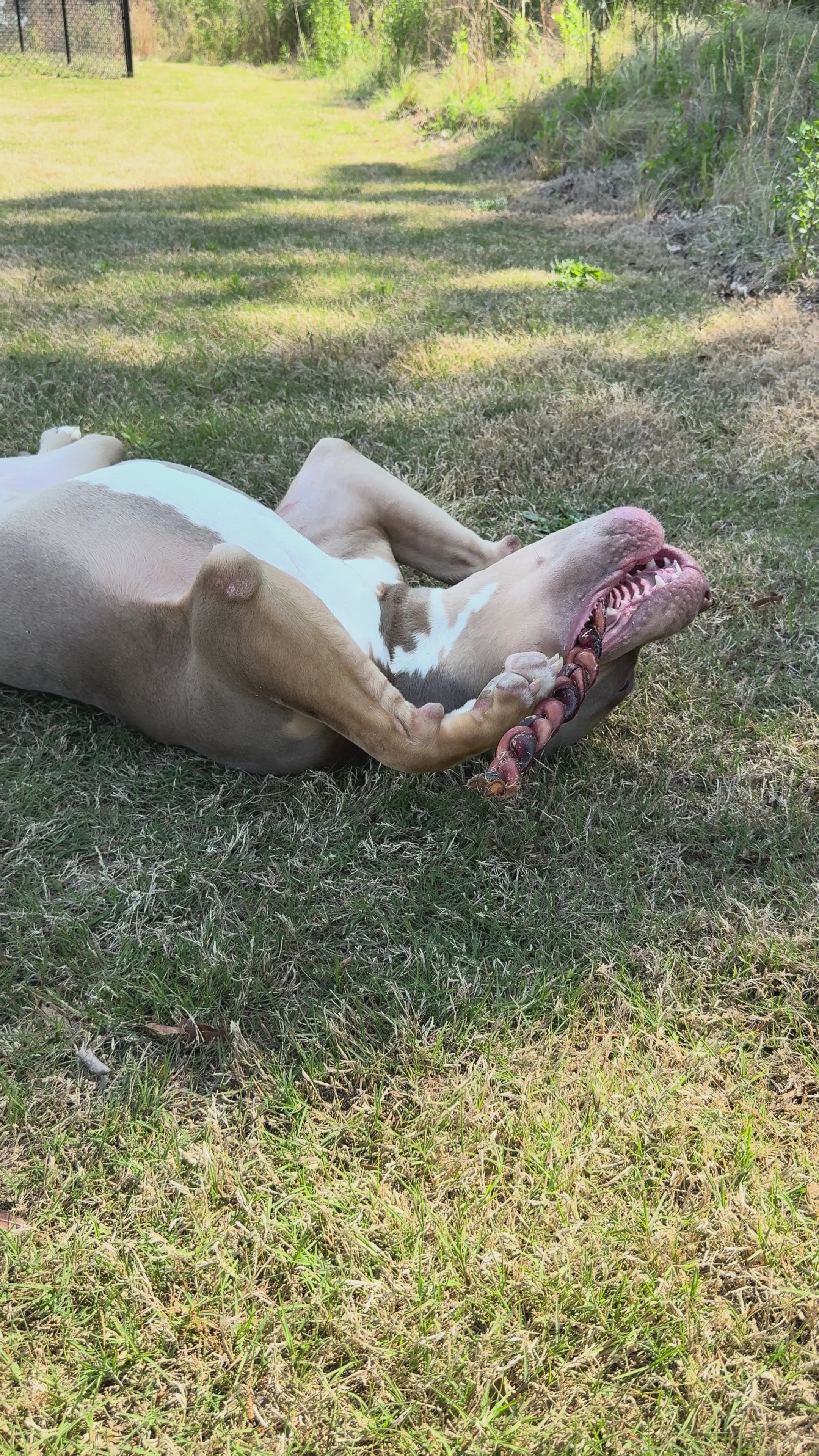 Load video: Dog enjoying a braided bully sticks in the grass 